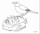 Coloring Canary Pages Hawk Tailed Red Getcolorings Birds Fresh Canaries sketch template