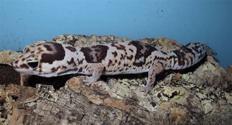 african fat tail geckos twin cities reptiles
