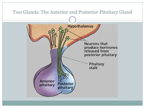pituitary gland powerpoint    id