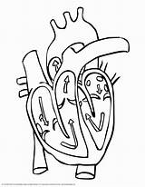 Anatomical Organ sketch template