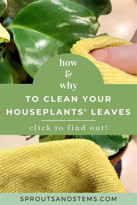clean  houseplants leaves house plant care house