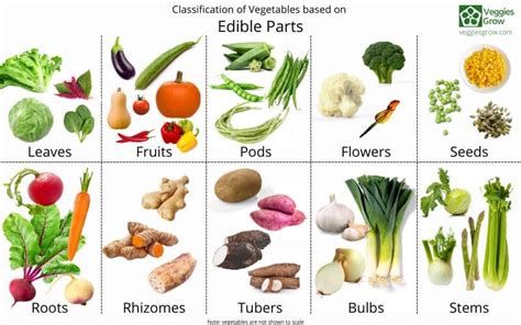 classification  vegetables   parts  plants
