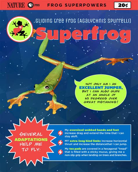 fabulous frogs frog superpowers infographics nature pbs