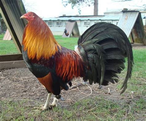 1000 Images About Gallos Finos On Pinterest Search Mississippi And Grey