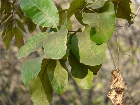 chironji  bengali anacardiaceae cashew family buch flickr