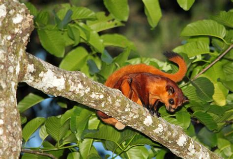 red giant flying squirrel petaurista petaurista