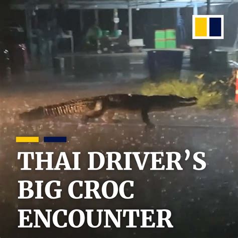 south china morning post on twitter this large crocodile was seen