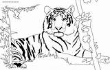 Tiger Bengal Coloring Printable Pages Click Size sketch template
