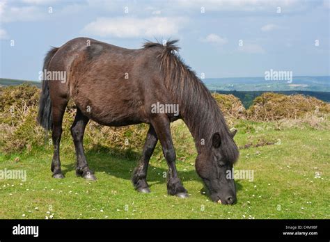brown pony  res stock photography  images alamy