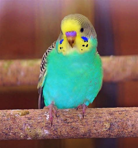 parakeet budgies bird budgies pet birds