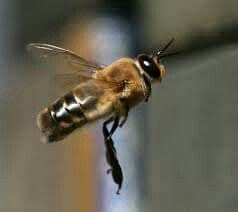 drone bee  flight drone bee bee male honey bee