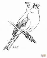 Titmouse Coloring Tufted Pages Printable Bird Supercoloring Tit Color Drawing Crafts Select Category Nature Choose Board Birds sketch template