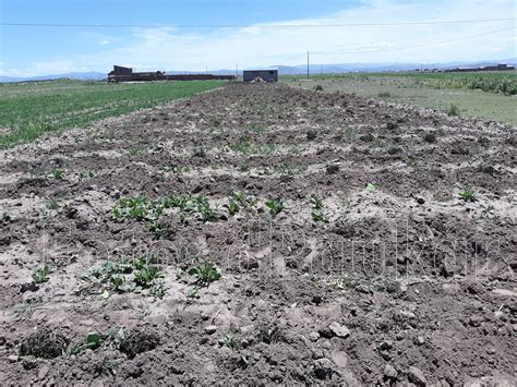 Puno Heladas En La Afectan Cultivos De Pan Llevar En La Región