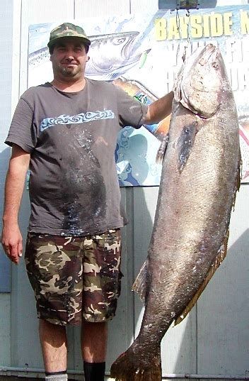 Biggest Sea Bass In The World