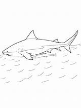 Mako Leuca Squalo Disegni Colorare Sharks Designlooter sketch template