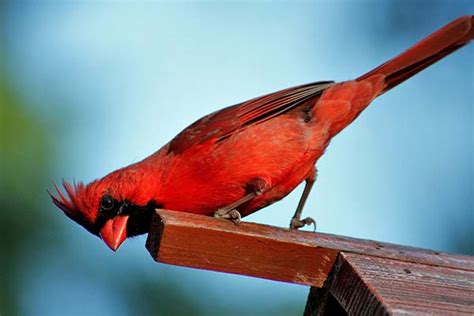 cardinals dont  birdhouses bird informer
