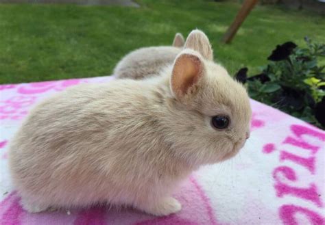 netherland dwarf rabbit breed