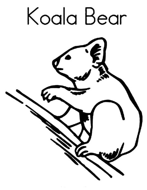 koala bear image coloring page color luna