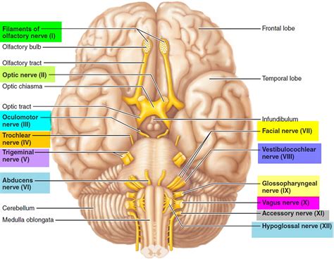 cranial nerves names    cranial nerves mnemonic  function