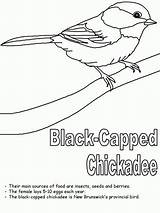 Coloring Chickadee Maine Bird State Massachusetts Capped Birds Kids Canadian Canada Pages Ws Kidzone States Printable Worksheets Flag Animal Provinces sketch template