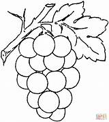 Colorir Grape Uvas Grapes Ausmalbilder Weintrauben Supercoloring sketch template