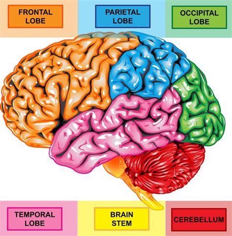 frontal lobe  pictures