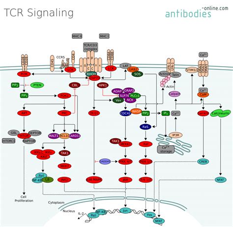 pathways tcr signaling wwwantibodies onlinecom