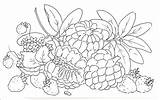 Fruta Conde Colorir Riscos Imprimir Pinturas Pintura Legumes Tudodesenhos Alinhavos Mimos Divirtam sketch template