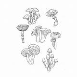 Mushroom Drawing Drawings Mushrooms Tattoo Line Tattoos Simple Nature Sketches Flash Tree Ink Carney Laura Kiss Fungi Getdrawings Arrangement Natur sketch template