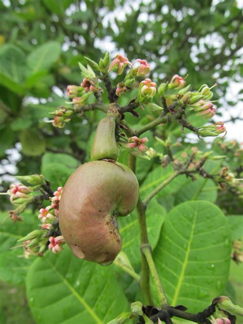 riverine parks cashew anacardium occidentale