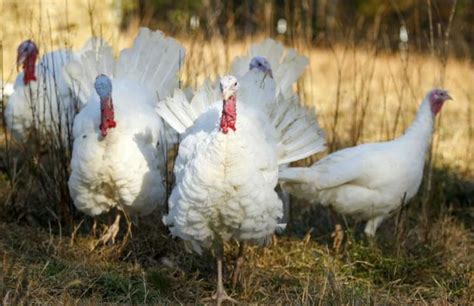 heritage turkey  making  comeback delighting slow food fans