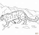 Leopard Snow Coloring Pages Leopards Amur Printable Animal Colouring Template Clipart Drawing Clouded Mountain Print Drawings 39kb 1096px 1200 Cat sketch template