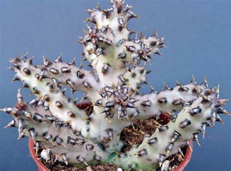 euphorbia aeruginosa cactus plants planting succulents euphorbia
