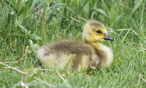 baby goose  baby canadian goose covered  fluffy  flickr photo sharing
