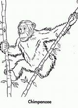 Chimpanzee Climb sketch template