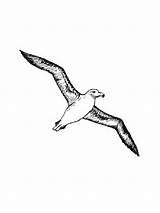 Albatross Coloring Pages Birds sketch template