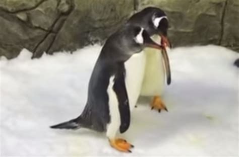 Same Sex Penguin ‘power Couple’ Could Soon Add Another Penguin Chick To