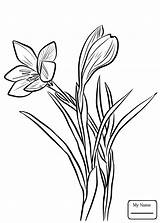 Crocus Coloring Spring Pages Saffron Flower Drawing Printable Sativus Colouring Flowers Getdrawings Crocuses Drawings Line Watercolor Supercoloring Choose Board Categories sketch template