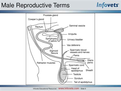 ppt b115 male reproductive anatomy and physiology powerpoint