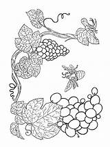 Grapes Ausmalbilder Trauben Malvorlagen Dxf sketch template