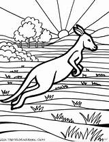 Canguros Canguro Canguru Saltando Kangaroo Animaux Coloriage Kangourou Australien Outback Aboriginal Ausmalbilder Coloriages Ausmalbild Pintar Habitat Tudodesenhos sketch template
