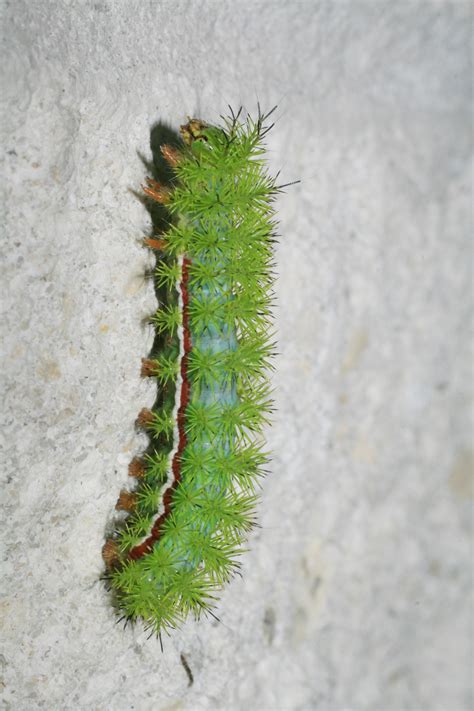 filegreen caterpillar  loxahatcheejpg