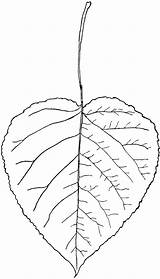 Aspen Clipart Leaf Leaves Poplar Drawing Tree Clip Populus Genus Etc Outline Peepal Cliparts Getdrawings Clipground Heart Library Round Simple sketch template