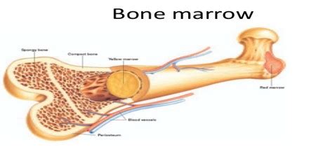 bone marrow assignment point
