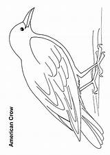 Crow Thirsty Cuervo Americano Dibujosonline sketch template