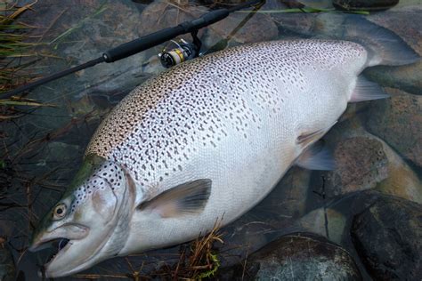 world record brown trout confirmed flylords mag