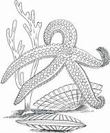 Coloring Ocean Pages Printable Sea Plants Marine Life Adults Animals Underwater Kids Adult Desert Color Floor Drawing Colouring Space Starfish sketch template