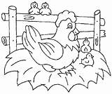 Ayam Mewarnai Chicken Hewan Anak Tk Colorare Paud Chickens Hen Aneka Chioccia Sheets Gallina Pulcini sketch template
