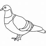 Taube Ausmalen Ausmalbild Tauben Ausdrucken Malvorlagen Friedenstaube Schwer Vorlagen sketch template