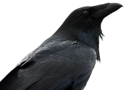 the benefits of a raven s black feathers birdnote